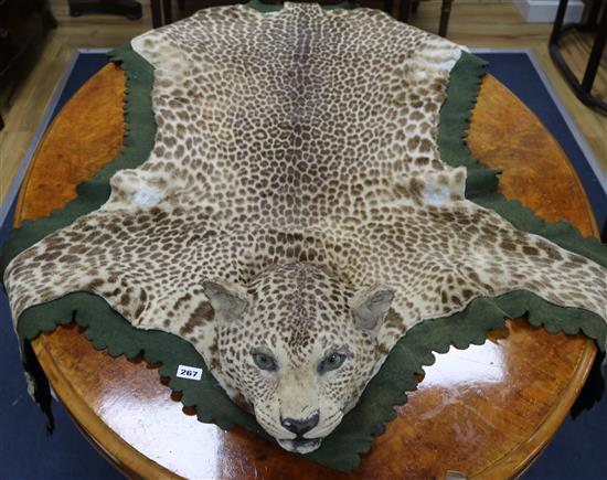 An Indian leopard rug, mounted on a green baize cloth with brass hanging rings